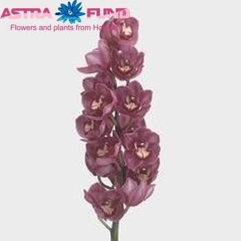 Cymbidium grootbloemig per tak 'Briljant Tetra' fotografie