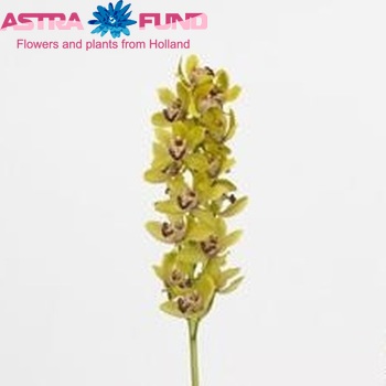 Cymbidium grootbloemig per tak 'Brilliance' fotografie