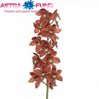 Cymbidium grootbloemig per tak 'Brown Eye' fotografie