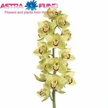 Cymbidium grootbloemig per tak 'Butterball' fotografie