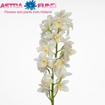 Cymbidium grootbloemig per tak 'C. Vanilla Ice' fotografie