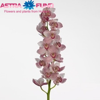Cymbidium grootbloemig per tak Candy King 'Cindy' fotografie