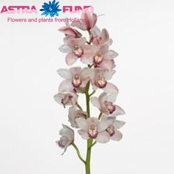 Cymbidium grootbloemig per tak Candy King 'Jane' fotografie