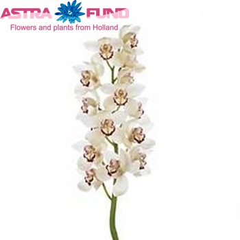 Cymbidium grootbloemig per tak 'Cape Giant' fotografie