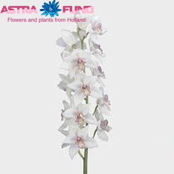 Cymbidium grootbloemig per tak 'Carola' fotografie
