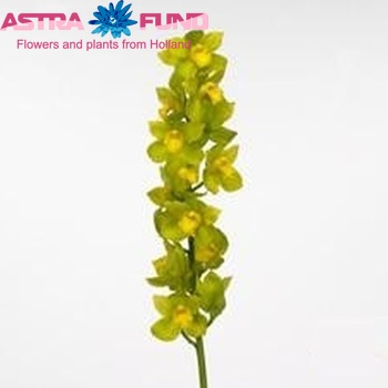 Cymbidium grootbloemig per tak 'Cecil Park' fotografie