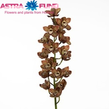 Cymbidium grootbloemig per tak 'Chocobeer' fotografie