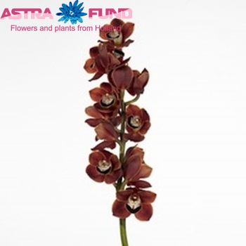 Cymbidium grootbloemig per tak 'Chocolat' fotografie