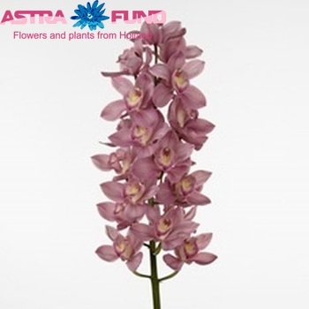 Cymbidium grootbloemig per tak 'Cindyflor' fotografie
