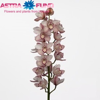 Cymbidium grootbloemig per tak Claret River 'Master Pink' fotografie