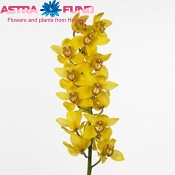 Cymbidium grootbloemig per tak 'Classic' fotografie