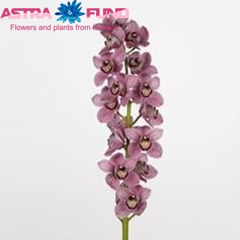 Cymbidium grootbloemig per tak Clifton '...' fotografie