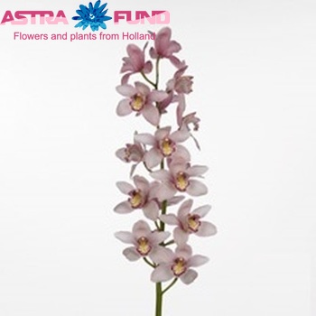Cymbidium grootbloemig per tak 'Cocktail' fotografie