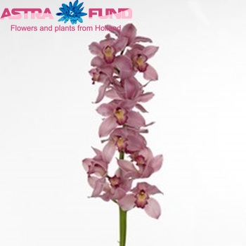 Cymbidium grootbloemig per tak Constance Briggs 'Ruby Rose' fotografie