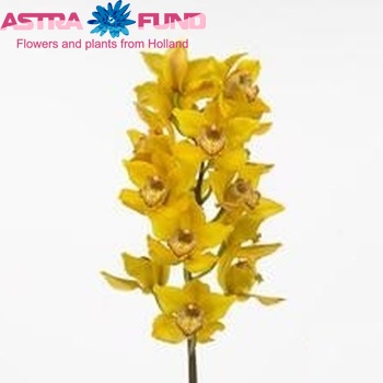 Cymbidium grootbloemig per tak 'Copper Canyon' fotografie