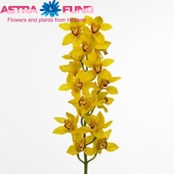 Cymbidium grootbloemig per tak 'Cornwall' fotografie