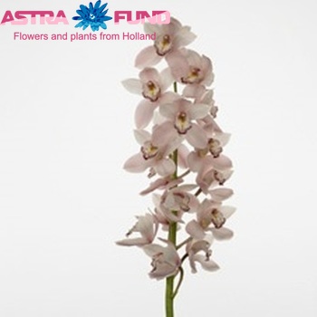 Cymbidium grootbloemig per tak Cronulla 'Charisma' fotografie