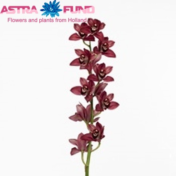 Cymbidium grootbloemig per tak Dancing Prince fotografie