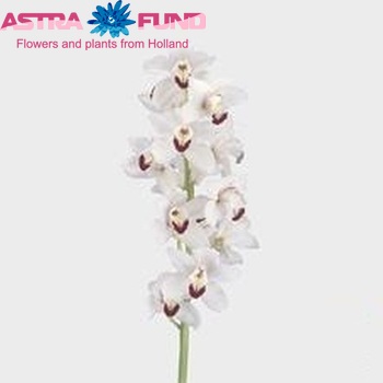 Cymbidium grootbloemig per tak 'Danny Green' fotografie
