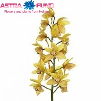 Cymbidium grootbloemig per tak 'Day Dream' fotografie
