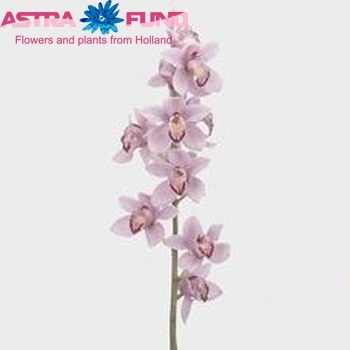 Cymbidium grootbloemig per tak 'Delmonte' fotografie