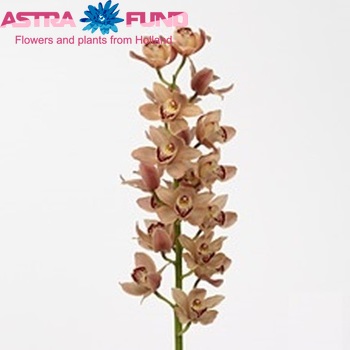 Cymbidium grootbloemig per tak 'Dr. Bunch' fotografie