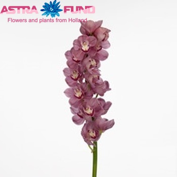 Cymbidium grootbloemig per tak Dutch Kiwi 'Happy face' fotografie