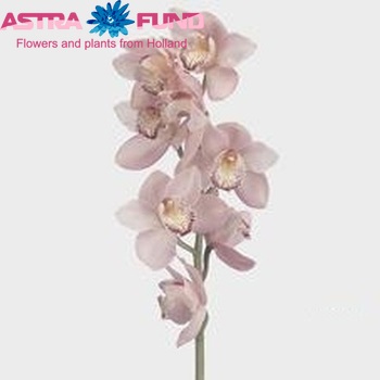 Cymbidium grootbloemig per tak 'Dutch News' fotografie