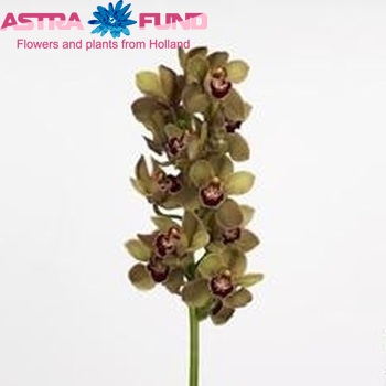 Cymbidium grootbloemig per tak 'Dynasty' fotografie