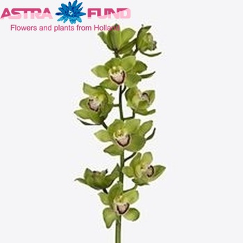 Cymbidium grootbloemig per tak 'Eaglewood Apple Green' fotografie