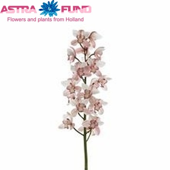 Cymbidium grootbloemig per tak 'Early Charm' fotografie