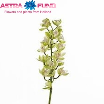Cymbidium grootbloemig per tak 'Early Green Beauty' fotografie