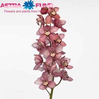 Cymbidium grootbloemig per tak Early Kiwi 'Sky Scraper' fotografie