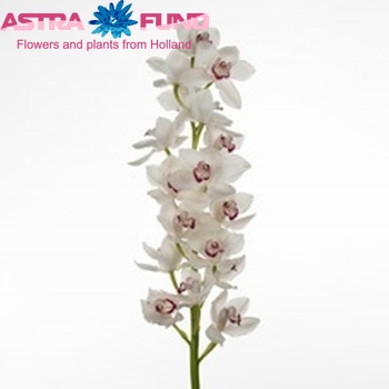 Cymbidium grootbloemig per tak Early Kiwi 'White Star' fotografie