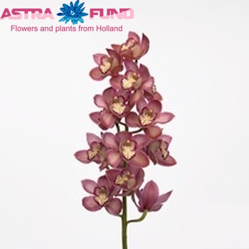 Cymbidium grootbloemig per tak Eastern Prinses 'Pink Prelude' fotografie