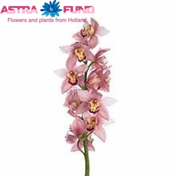 Cymbidium grootbloemig per tak 'Elegance' fotografie