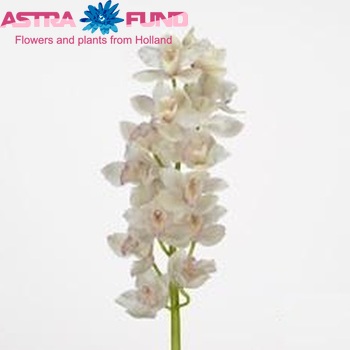 Cymbidium grootbloemig per tak Elisabeth 'Wendy Brown' fotografie
