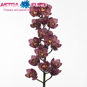 Cymbidium grootbloemig per tak 'Evie' fotografie