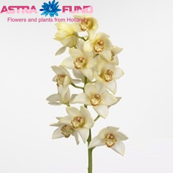 Cymbidium grootbloemig per tak 'Eye of the Tiger' fotografie