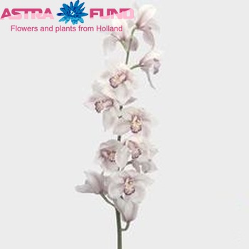 Cymbidium grootbloemig per tak Fancy Free 'Geyserland' fotografie