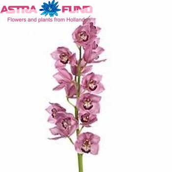 Cymbidium grootbloemig per tak 'Fantacy' fotografie