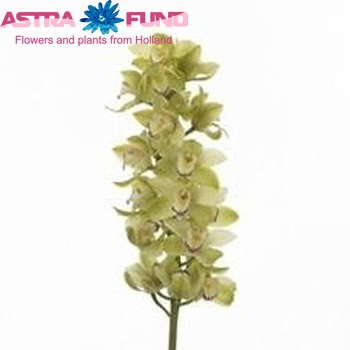 Cymbidium grootbloemig per tak 'Favourite' fotografie