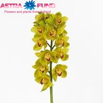 Cymbidium grootbloemig per tak 'Femba Yellow' fotografie