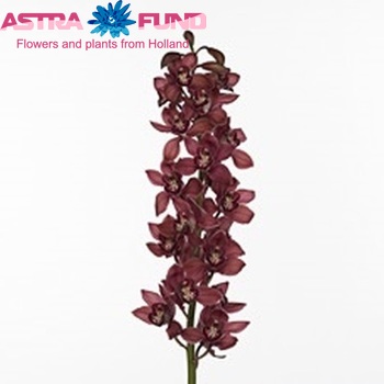 Cymbidium grootbloemig per tak 'Ferr-Ari' fotografie