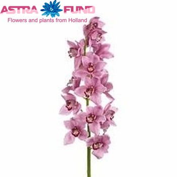Cymbidium grootbloemig per tak 'Fireglow' fotografie