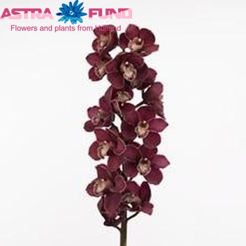 Cymbidium grootbloemig per tak Fireglow 'Charlotte' fotografie