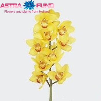 Cymbidium grootbloemig per tak 'Fleurijn' fotografie