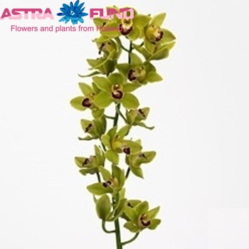 Cymbidium grootbloemig per tak 'Forest King' fotografie