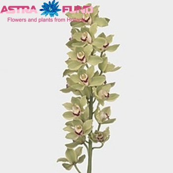 Cymbidium grootbloemig per tak Fortty Niner 'Alice Anderson' fotografie