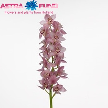 Cymbidium grootbloemig per tak Geisha 'Girl' fotografie